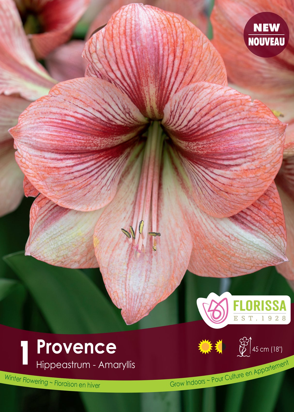 Amaryllis - Provence Size 26/28
