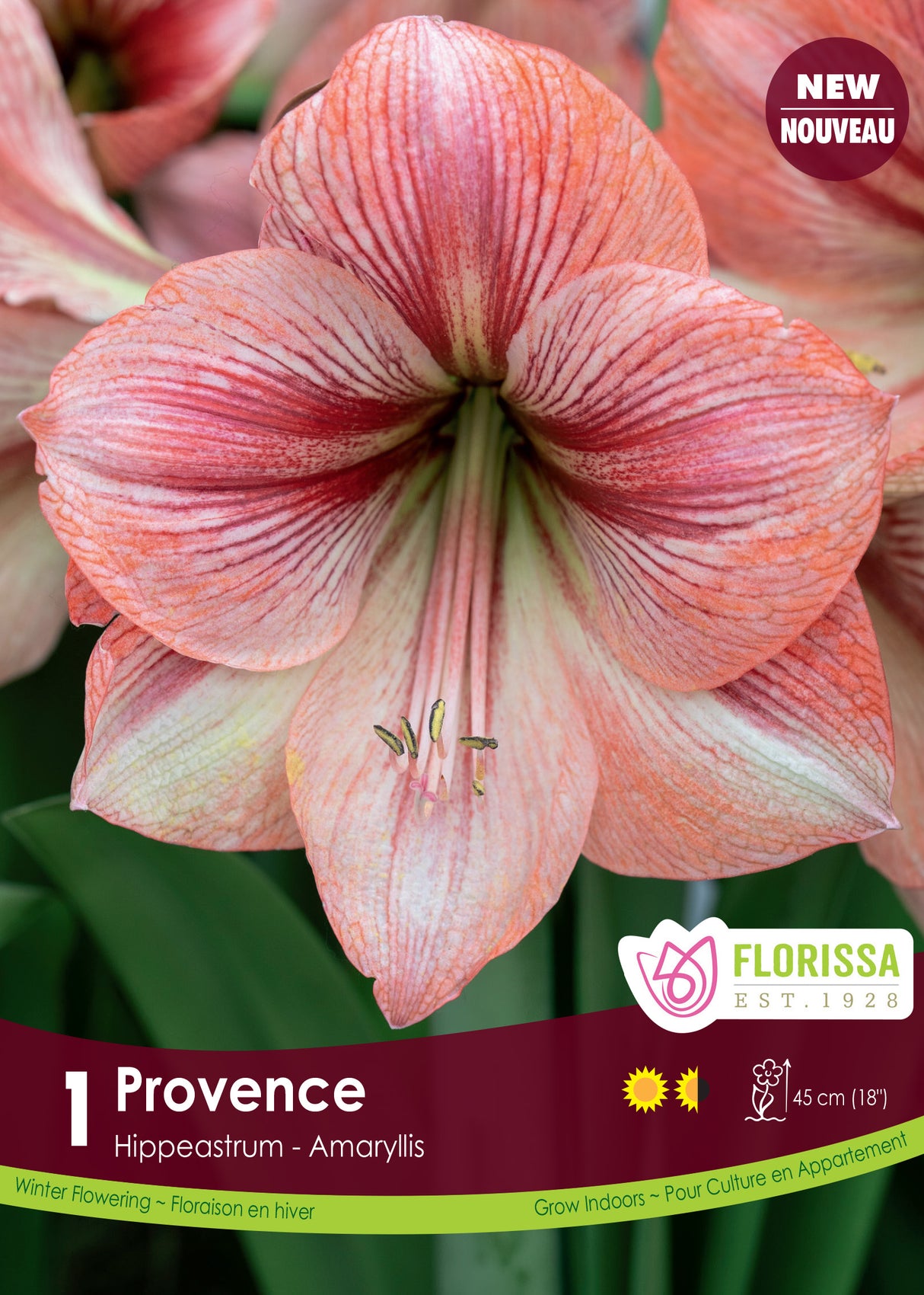 Amaryllis - Provence Size 34/36