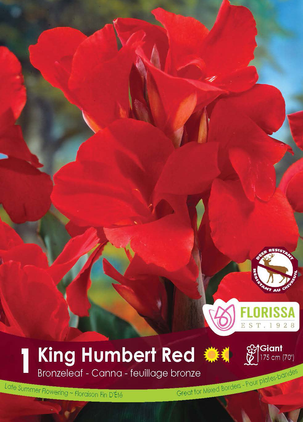 Canna Bronzeleaf - Red King Humbert Retail Pkg