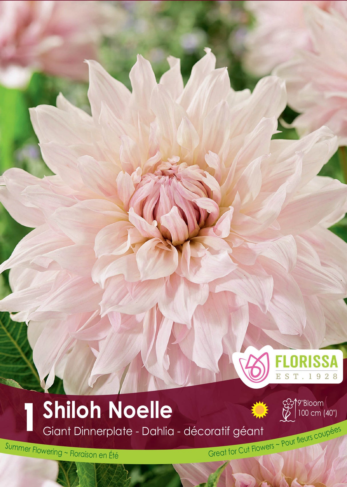 Dahlia Giant Dinnerplate - Shiloh Noelle Retail Pkg