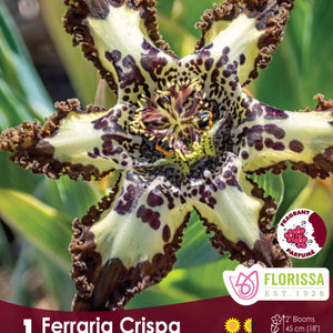 Ferraria