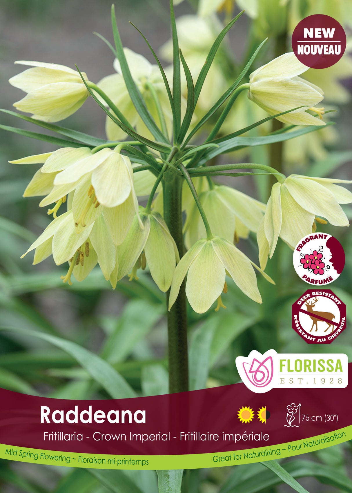 Fritillaria - Raddeana Bulk