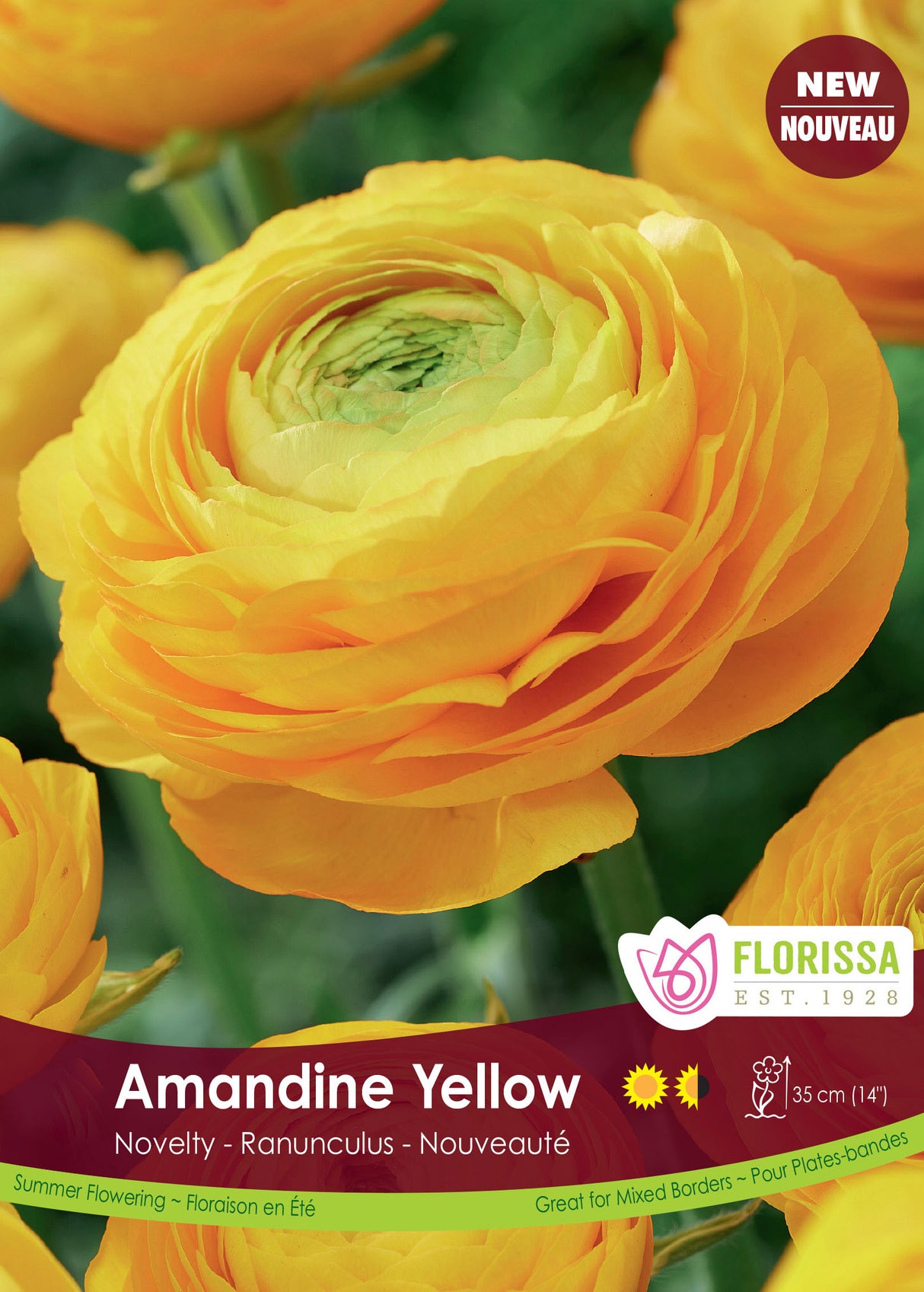 Ranunculus - Amandine Yellow Spring Bulk