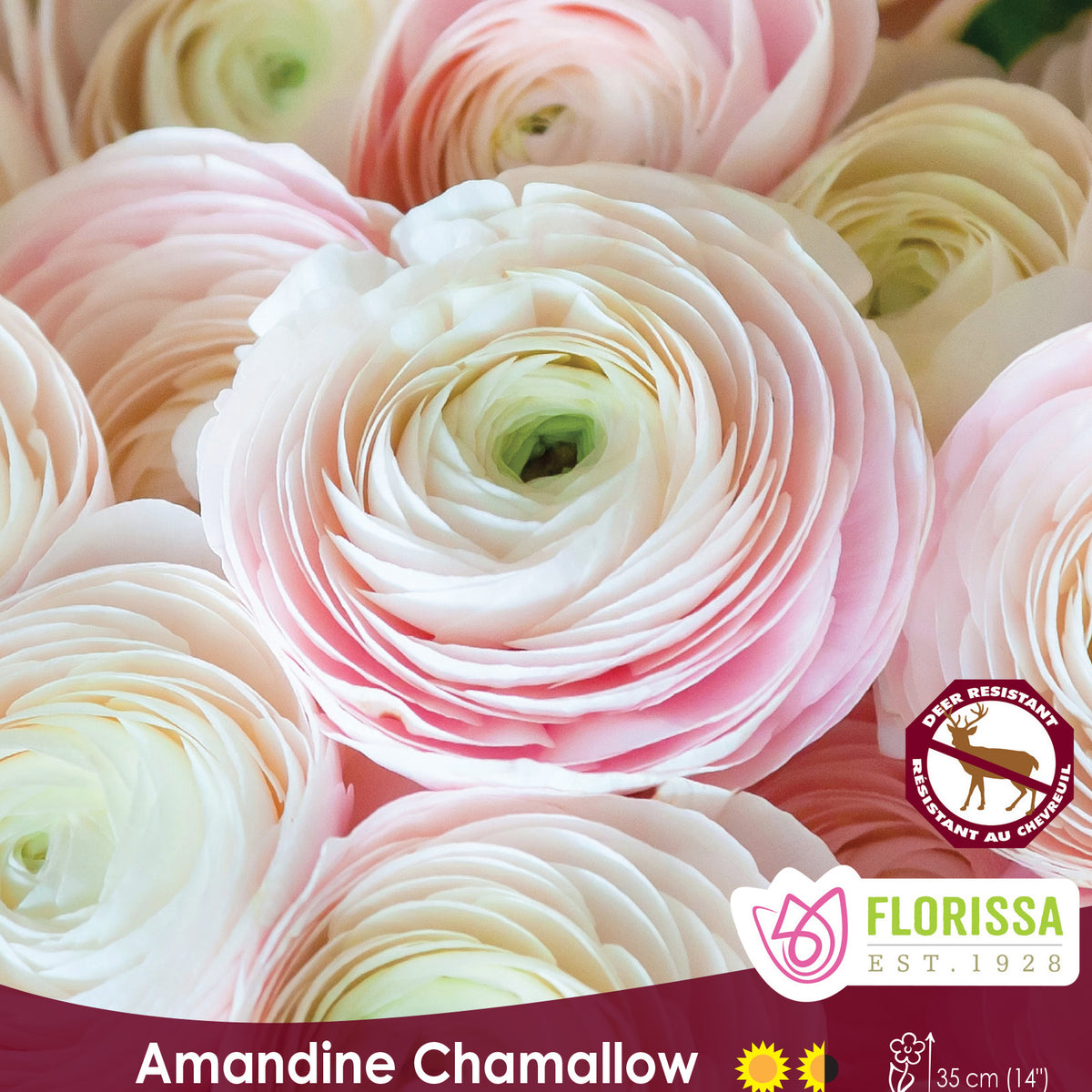 Ranunculus - Amandine Chamallow Fall Bulk – Van Noort Bulb Co. Ltd.