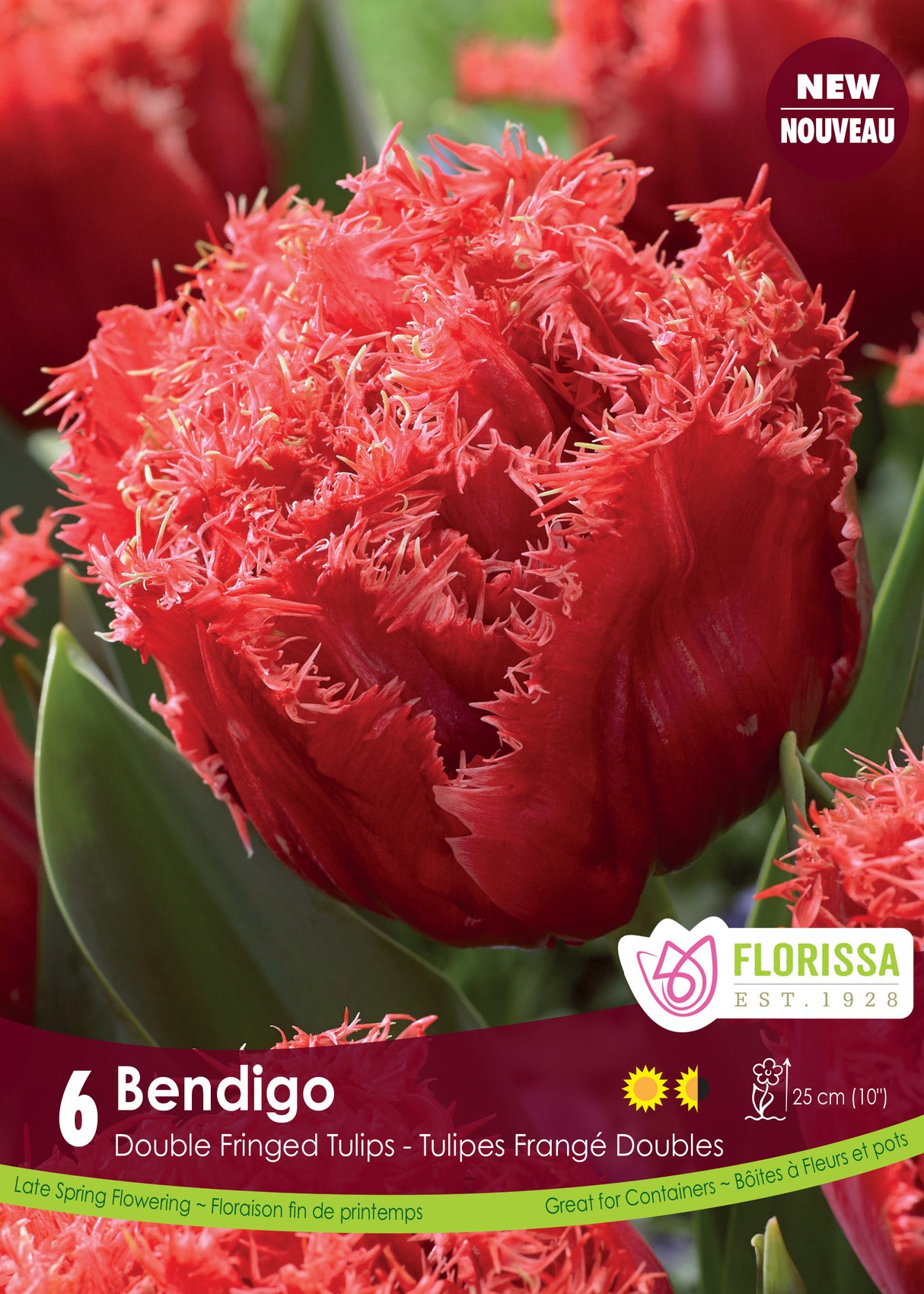 Tulip Double Fringed - Bendigo Retail