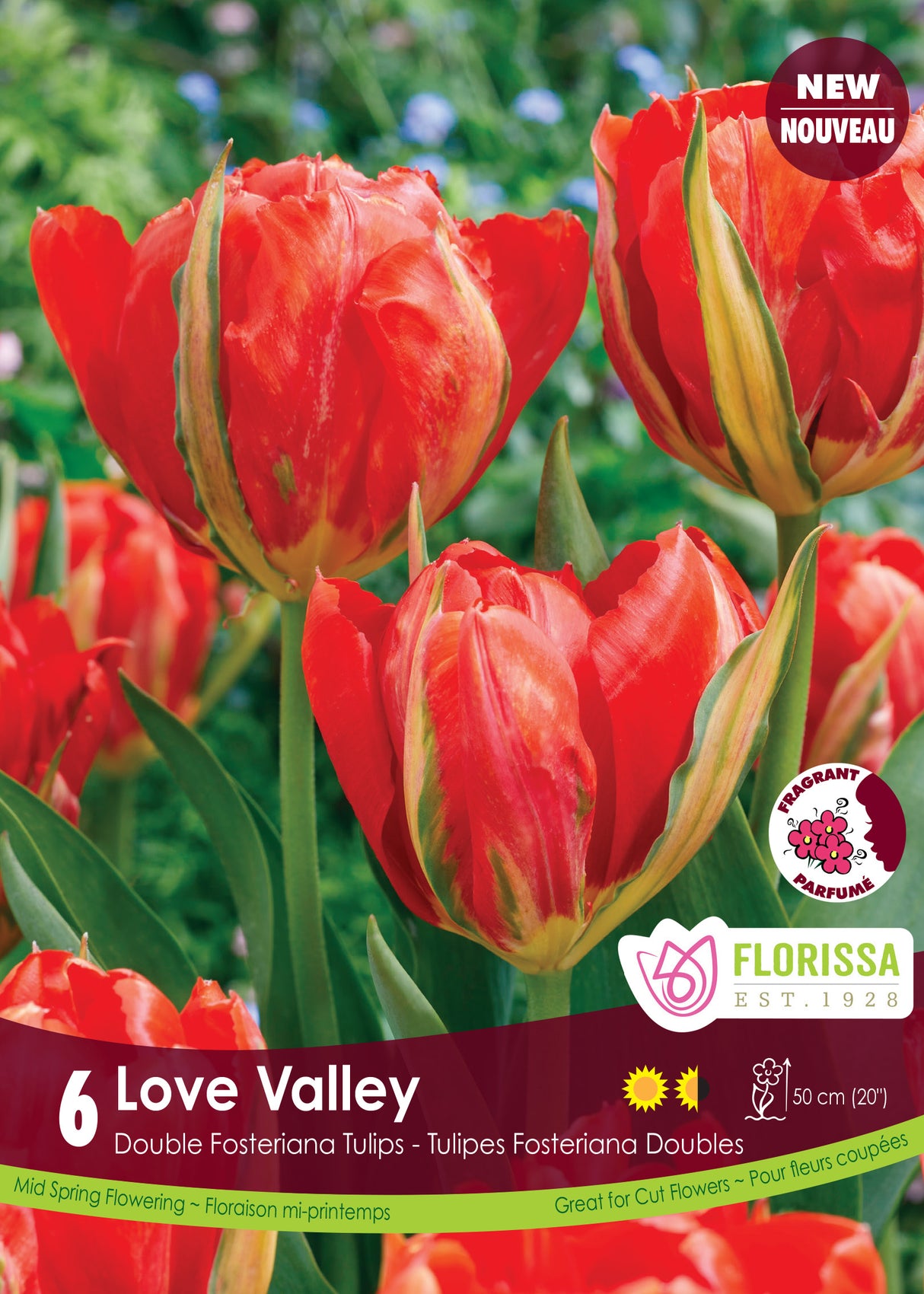 Tulip Fosteriana - Love Valley Retail