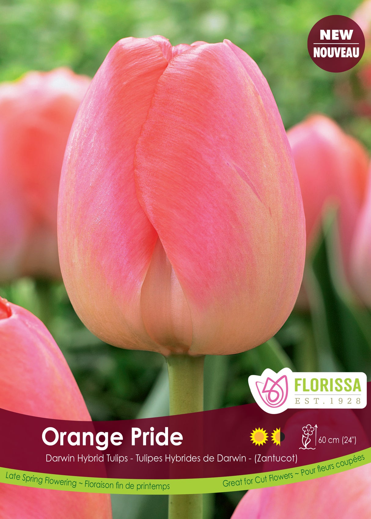 Tulip Darwin Hybrid - Orange Pride Bulk
