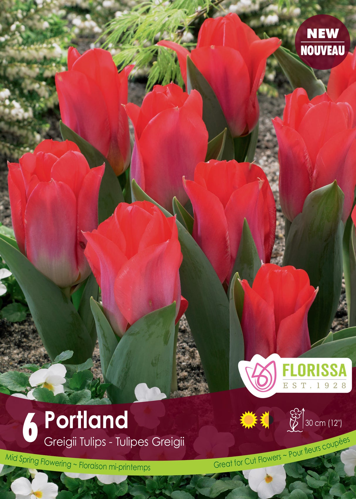 Tulip Kaufmanniana - Portland Retail