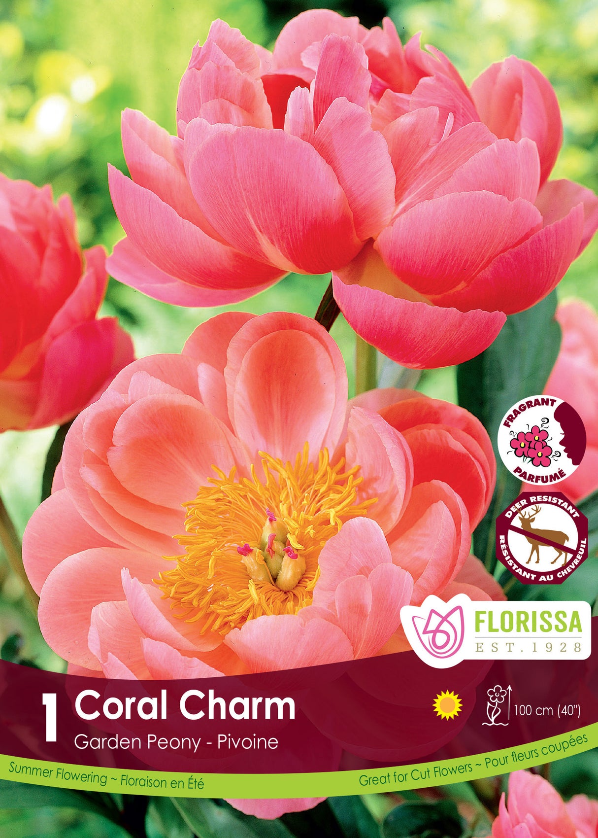 Paeonia - Coral Charm Retail