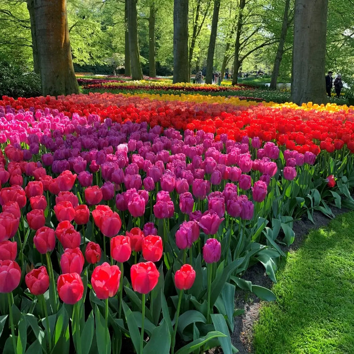 Landscapers-Van Noort Bulb