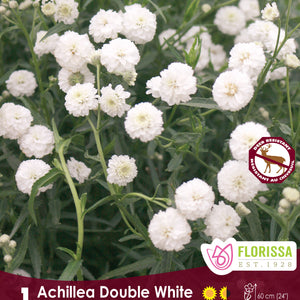 Achillea