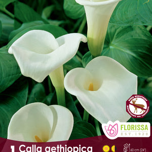 Calla Lilies (Zantedeschia)