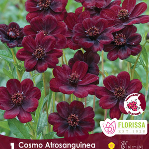 Cosmos