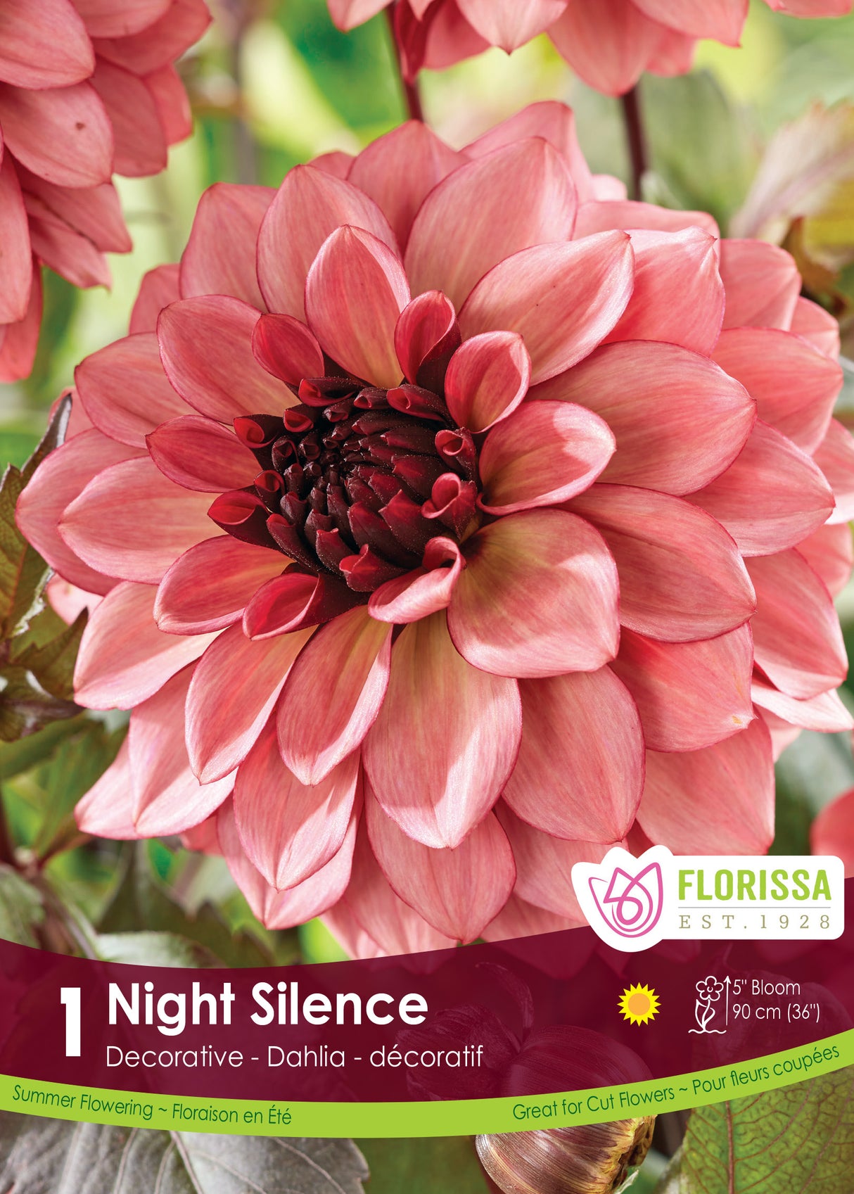 Dahlia Decorative - Night Silence Retail Pkg