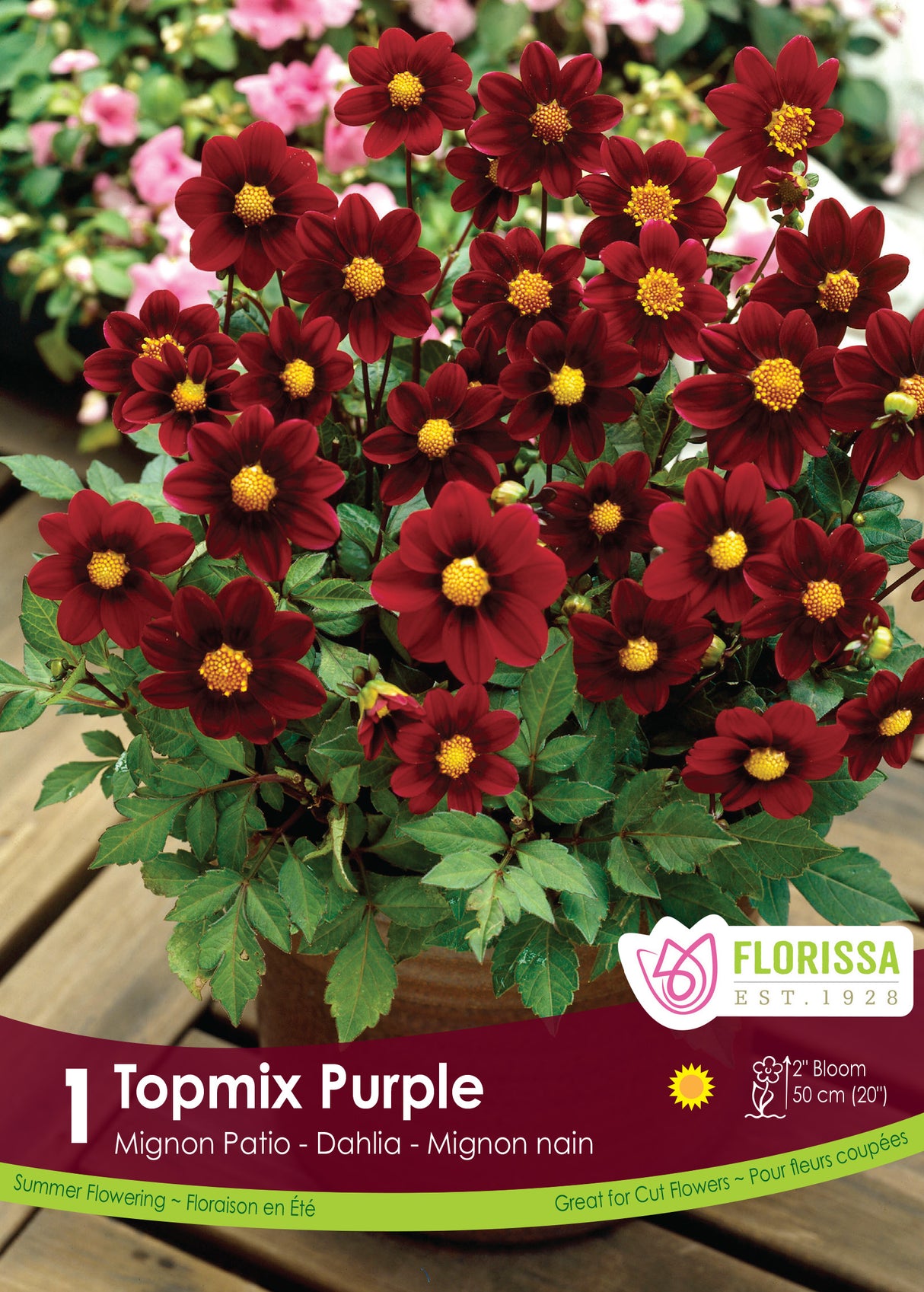 Dahlia Mignon - Topmix Purple Retail Pkg