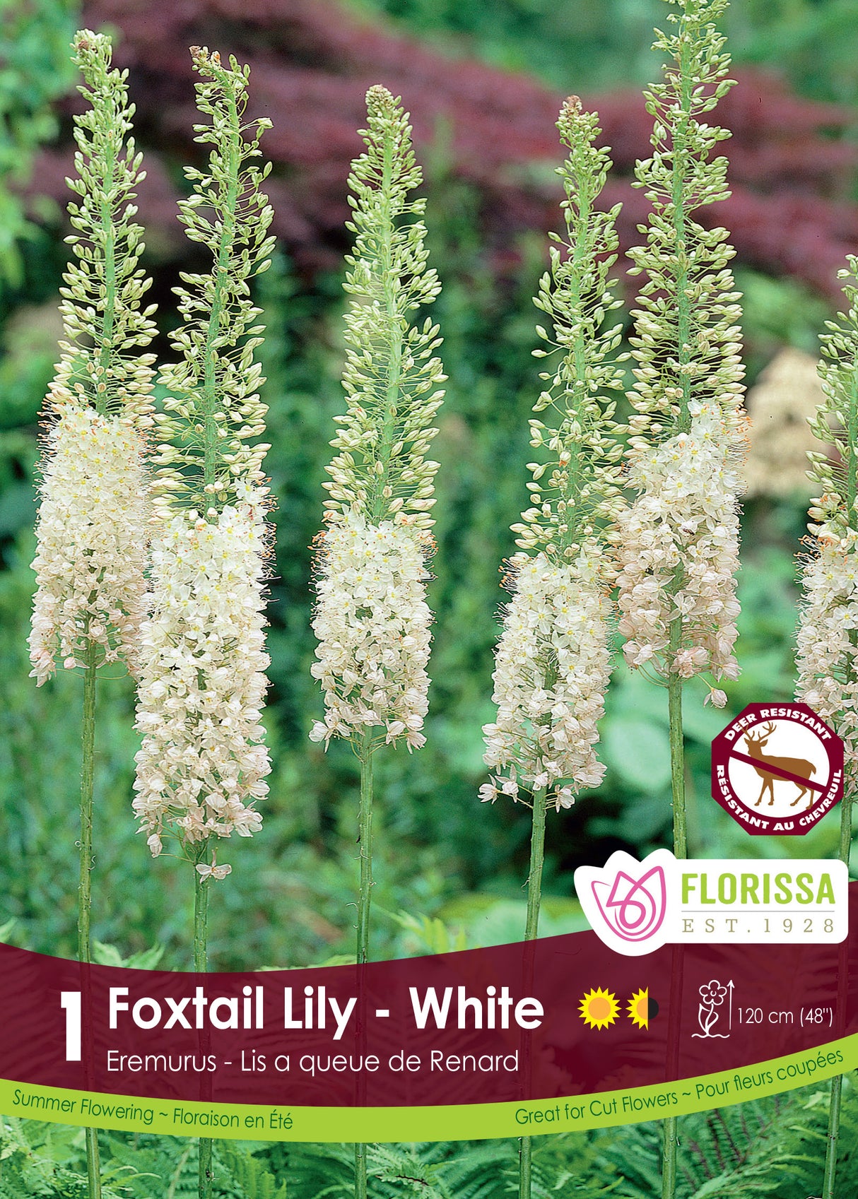 Eremurus - White Retail Pkg