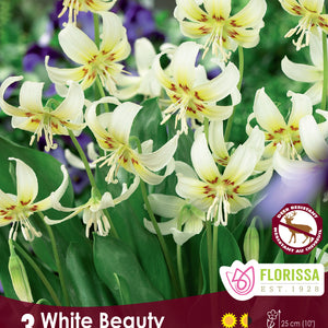 Erythronium