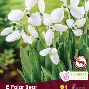 Galanthus