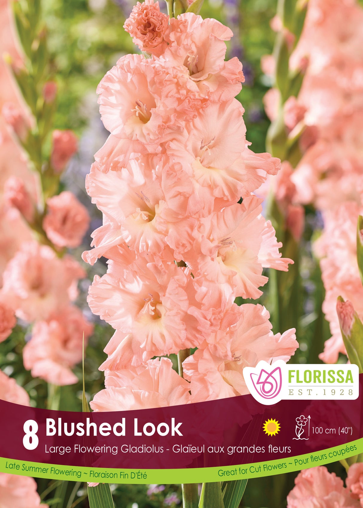 Gladiolus - Blushed Look Retail