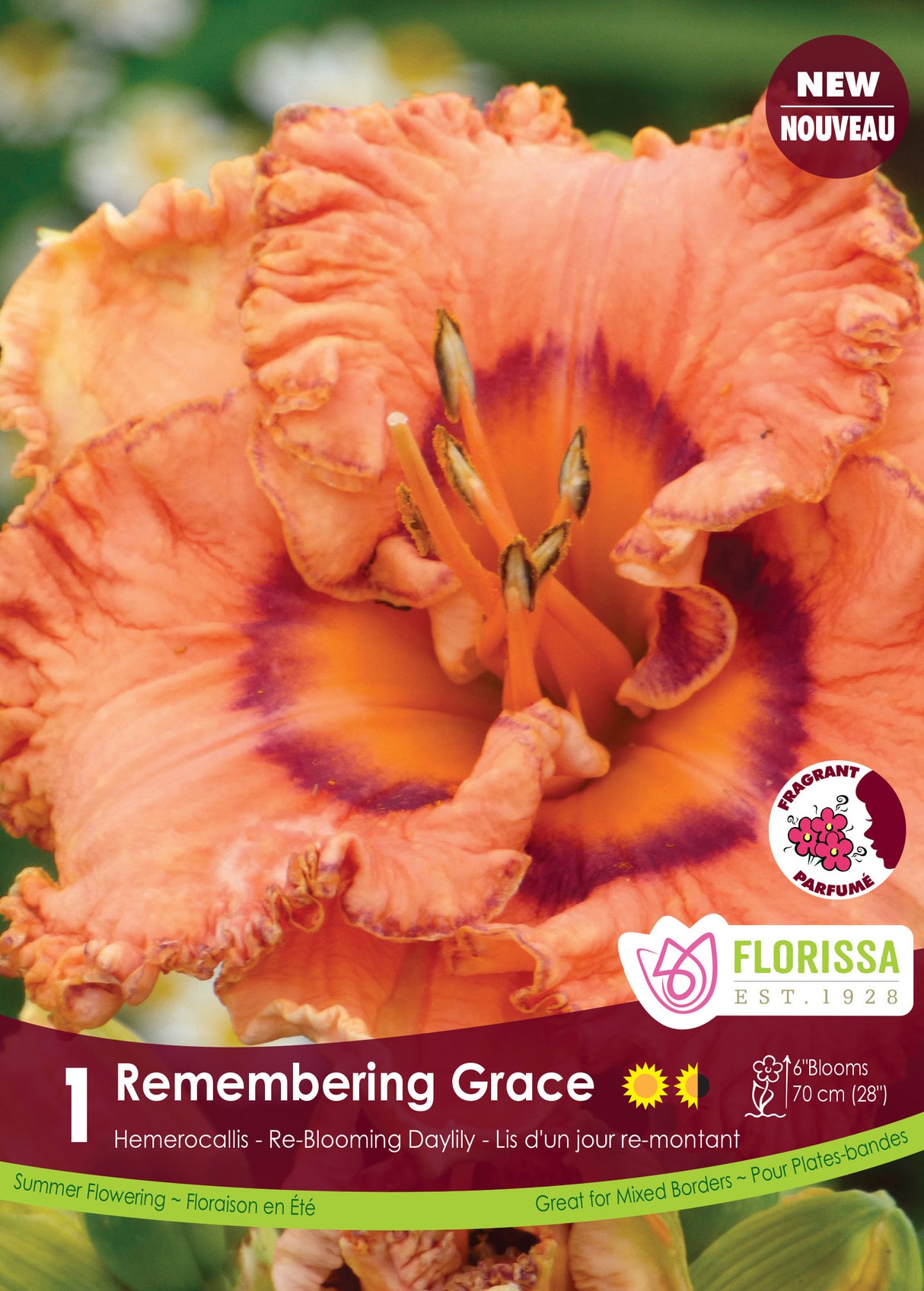 Hemerocallis - Remembering Grace Retail