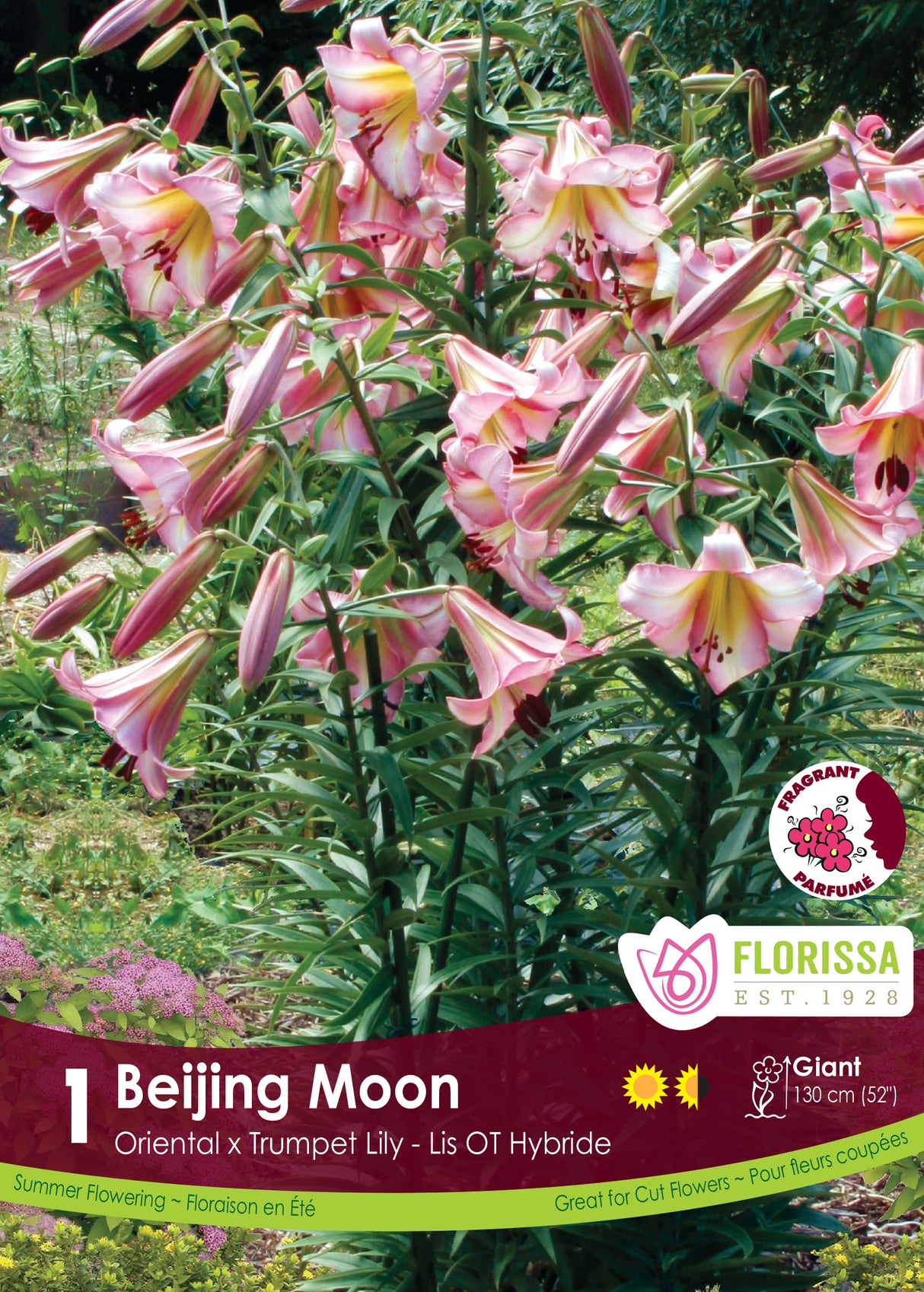 Lily O/T Hybrid  - Beijing Moon Retail
