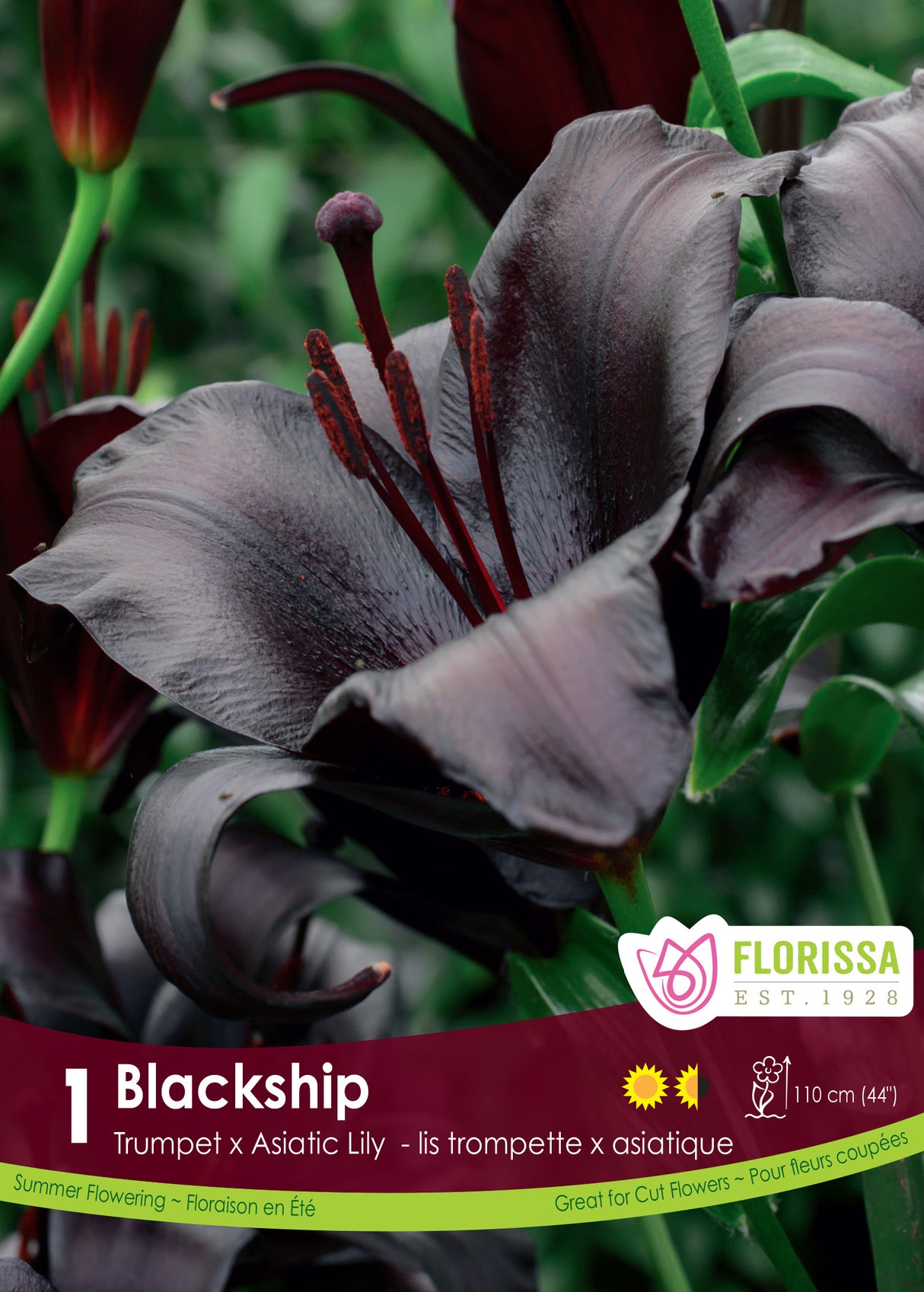 Lily TA  - Blackship Retail