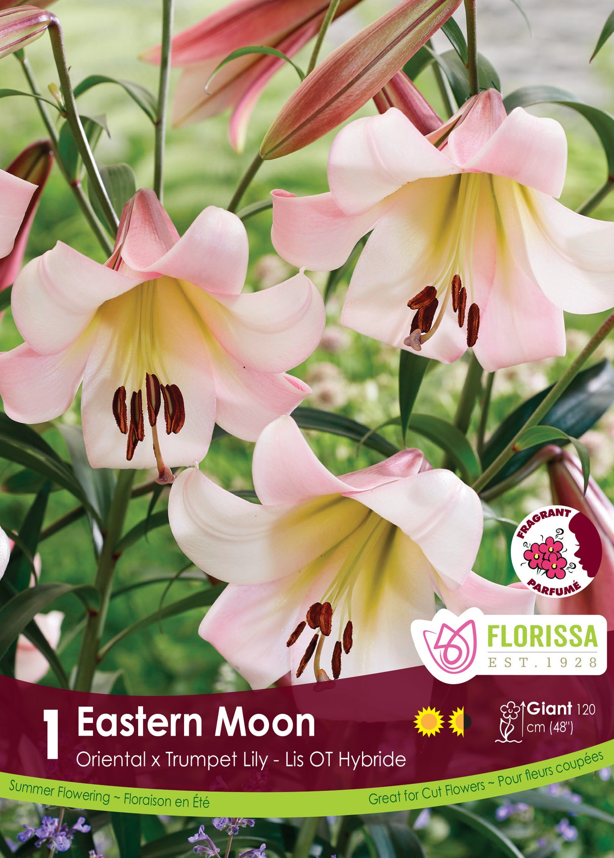 Lily O/T Hybrid  - Eastern Moon Retail