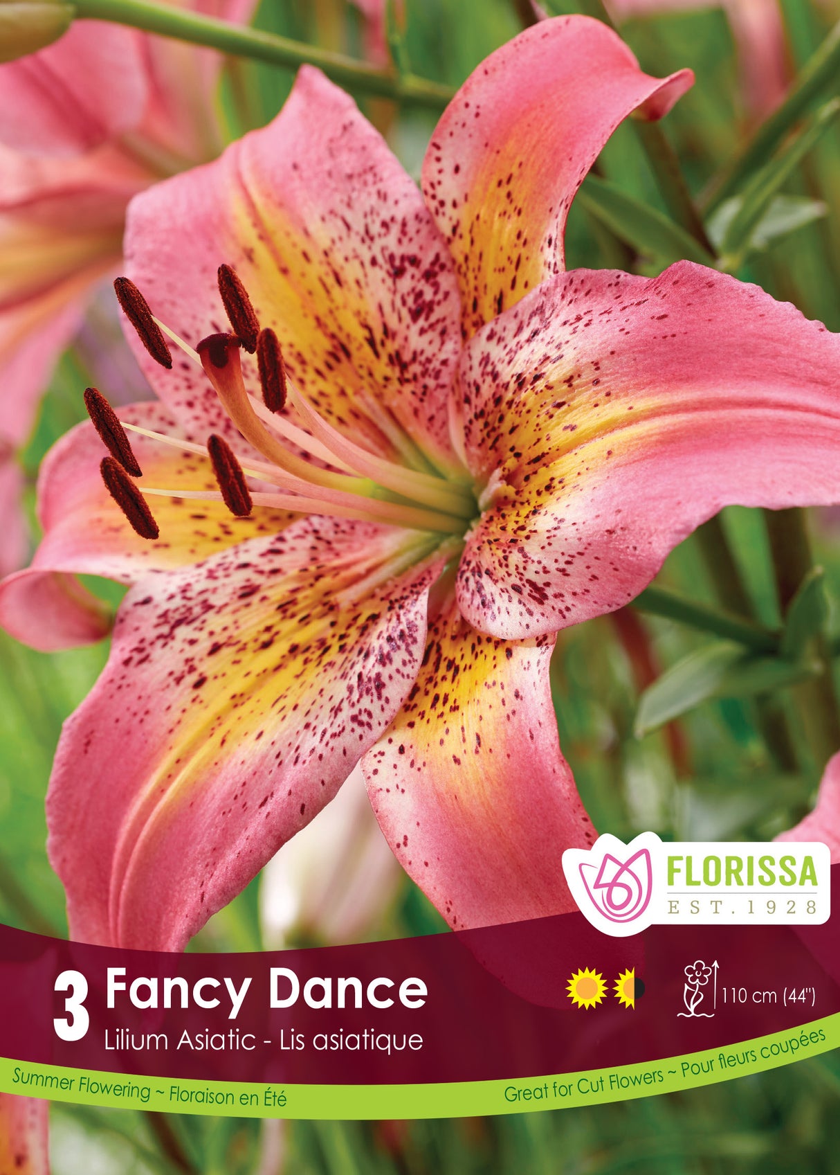 Lily Asiatic - Fancy Dance Retail