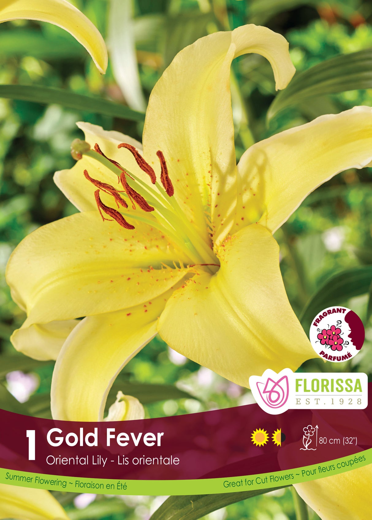Lily Oriental  - Gold Fever Retail