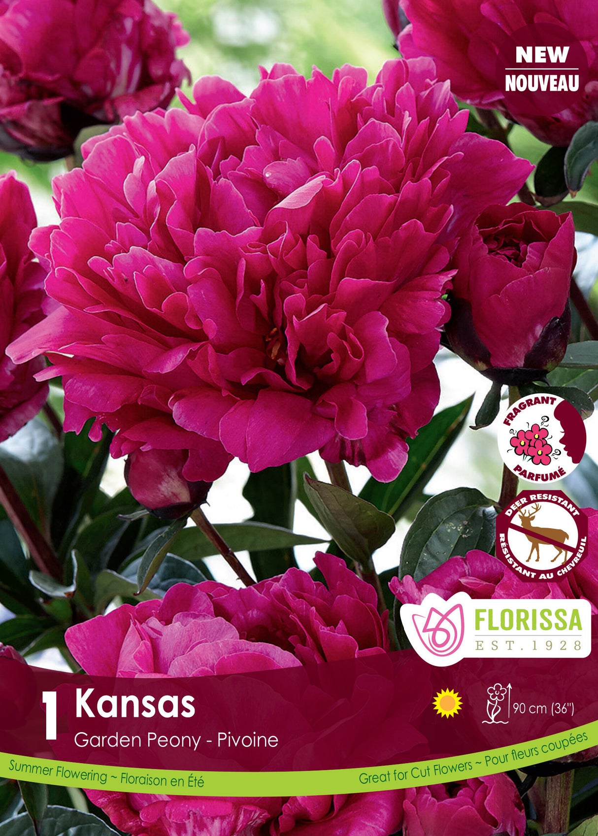Paeonia - Kansas Retail