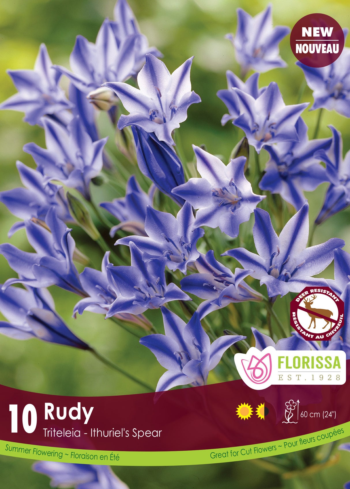 Triteleia - Rudy