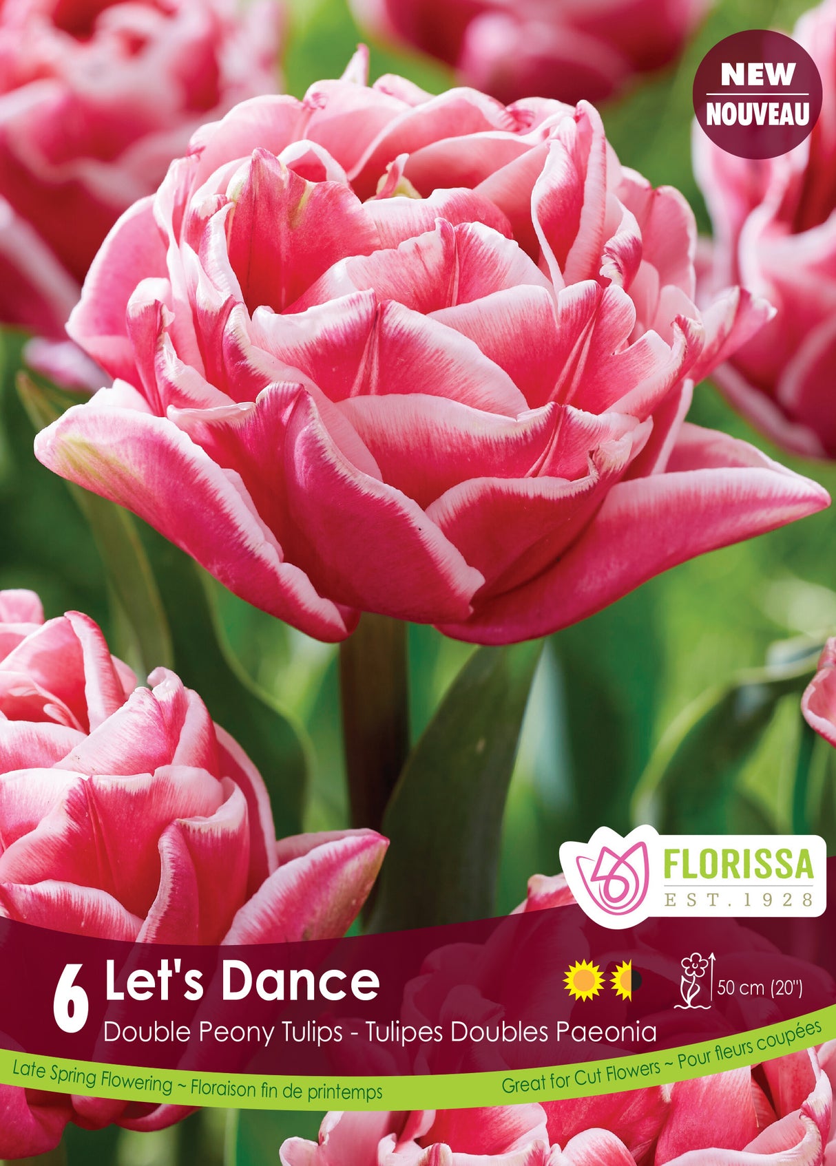 Tulip Double Late - Let's Dance Bulk