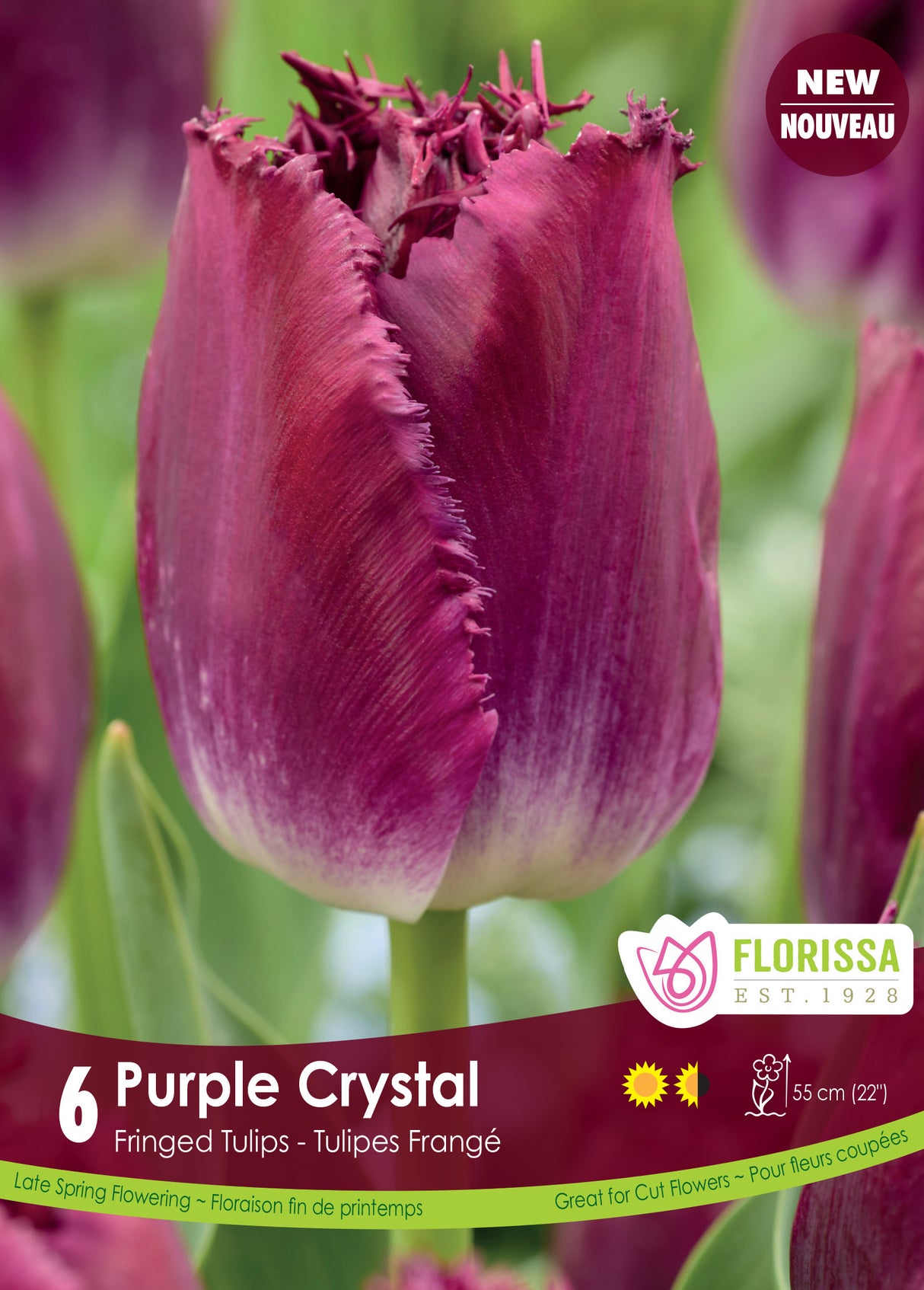 Tulip Fringed - Purple Crystal Bulk