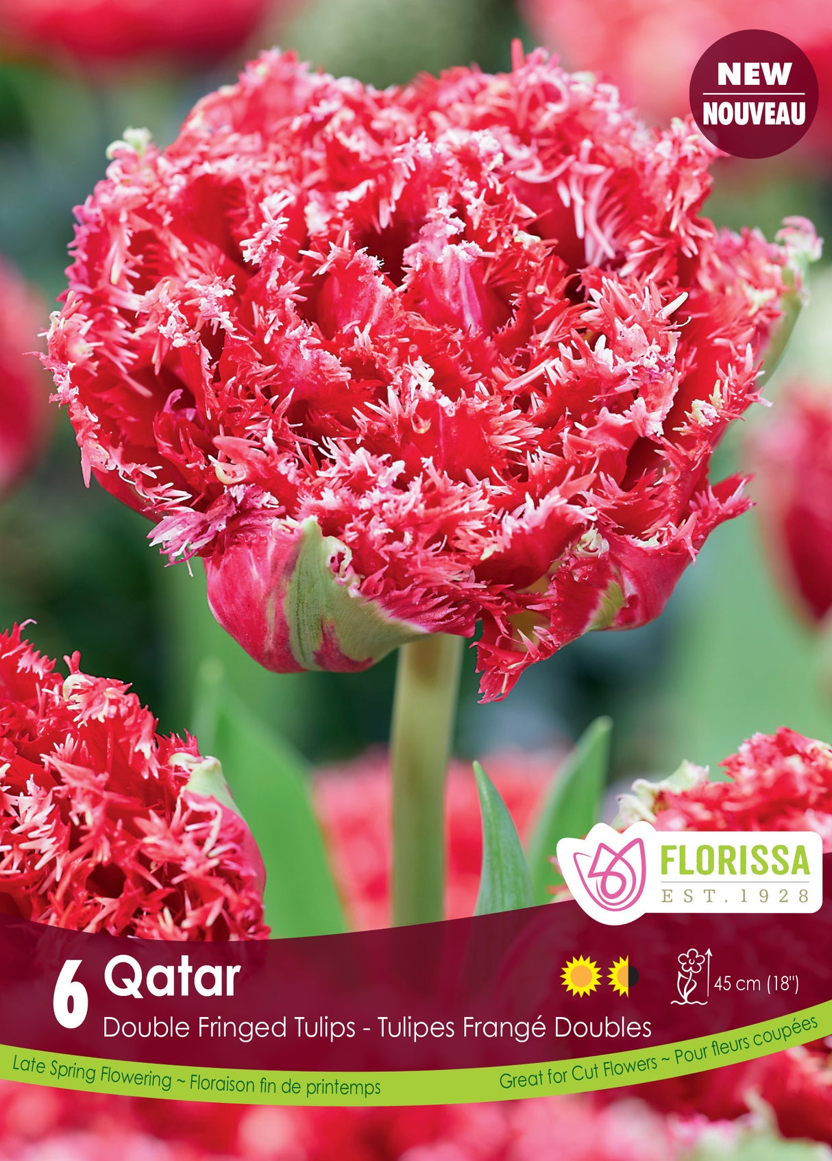 Tulip Double Fringed - Qatar Retail