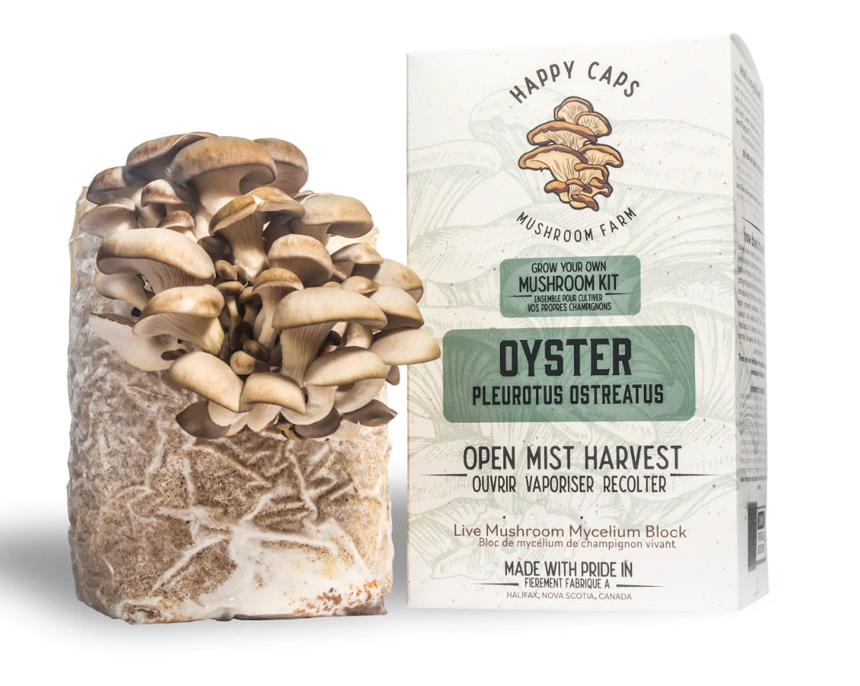 Mushroom Kits - Oyster