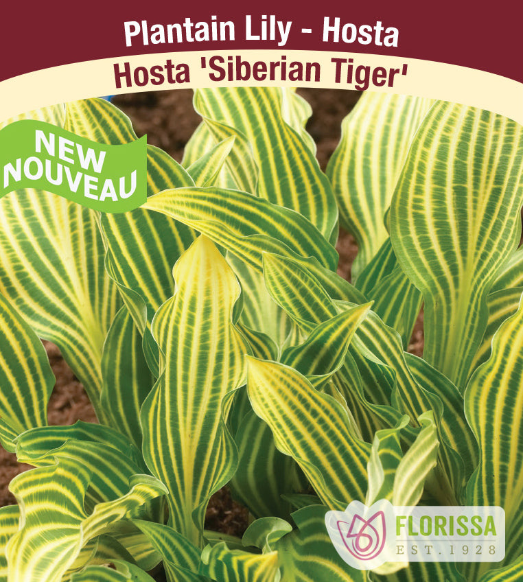 Hosta - Siberian Tiger