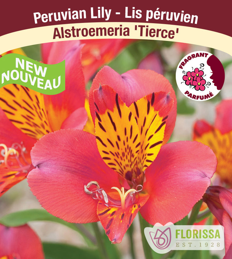 Alstroemeria - Tierce