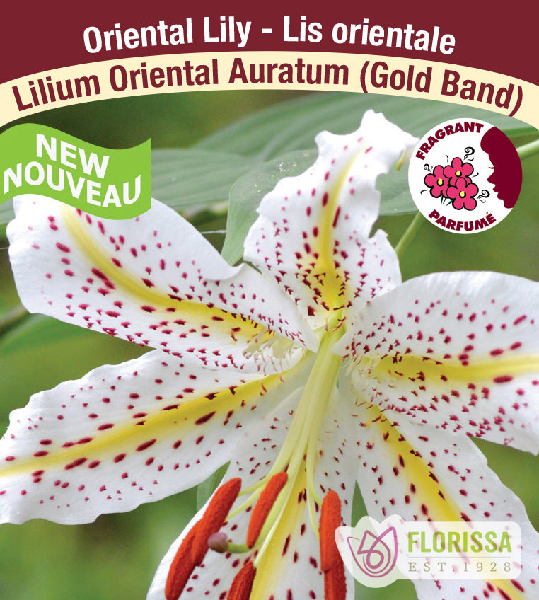 Lilium Oriental  - Auratum