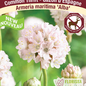Armeria