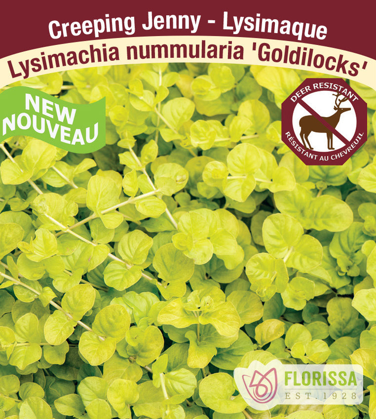 Lysimachia - Goldilocks