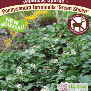 Pachysandra