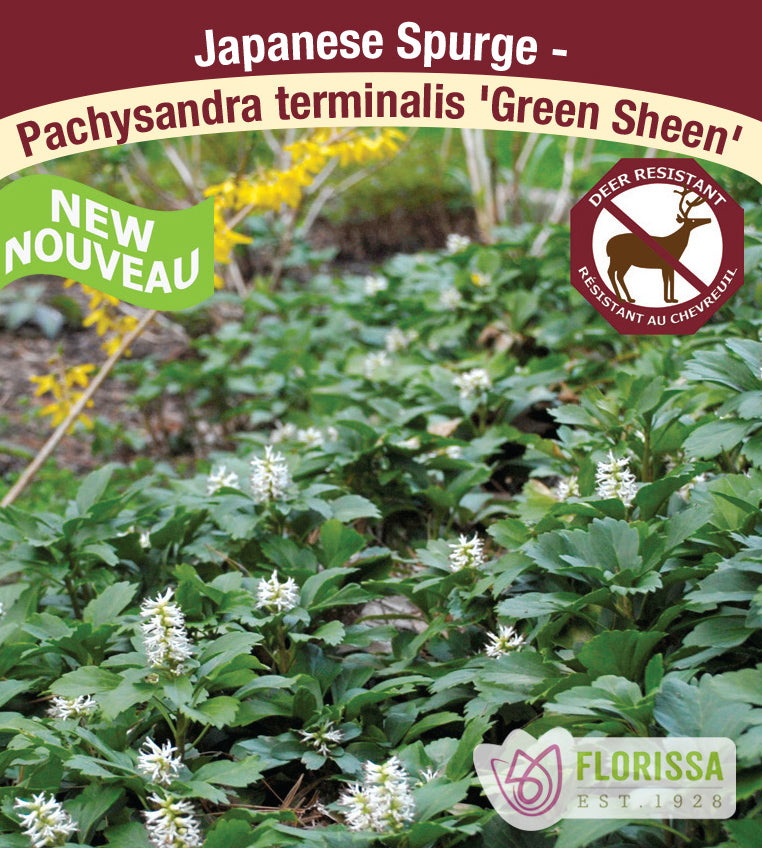 Pachysandra terminalis - Green Sheen