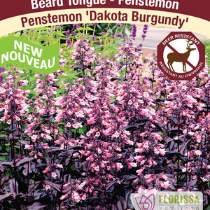 Penstemon