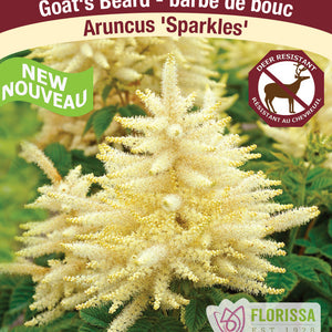 Aruncus