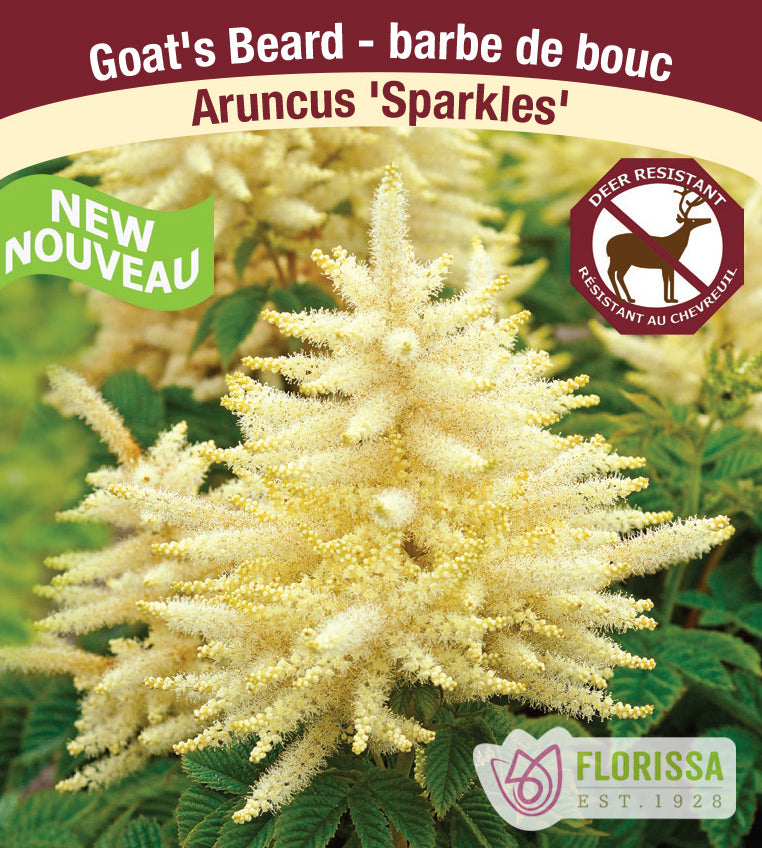 Aruncus - Sparkles