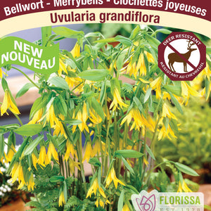 Uvularia