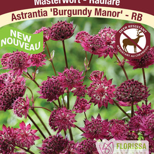 Astrantia