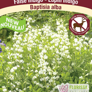 Baptisia
