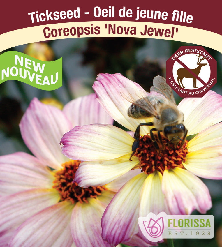 Coreopsis - Nova Jewel