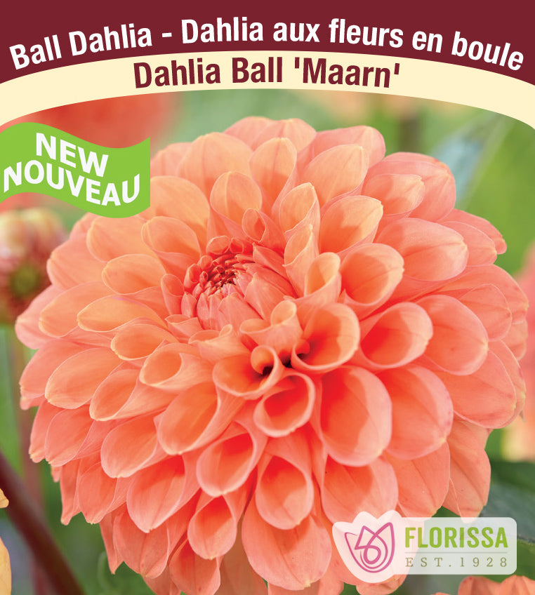Dahlia Ball -  Maarn Bulk